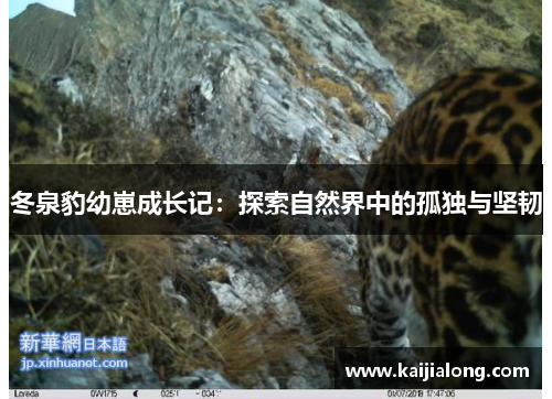冬泉豹幼崽成长记：探索自然界中的孤独与坚韧
